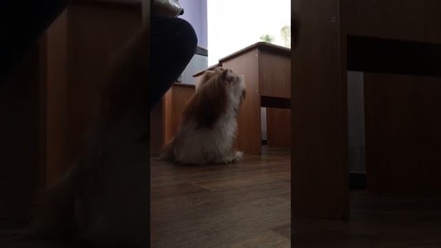 Дюша песенку поет. Ши-тцу. 12 января 2022. смотреть онлайн