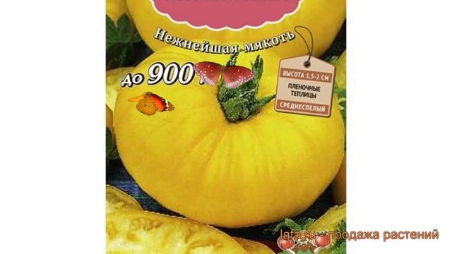 Томат обыкновенный Искуситель (iskusitel) ? Искуситель обзор: как сажать, семена томата Искуситель смотреть онлайн