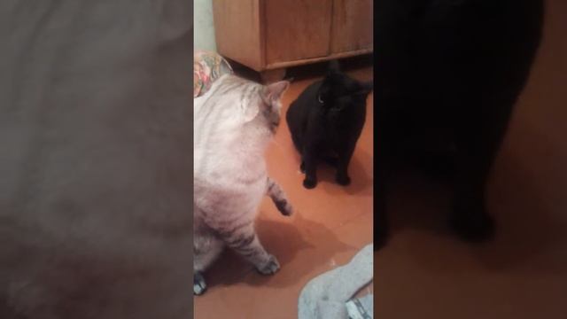 Разборки Кошка напала на Кота смотреть онлайн