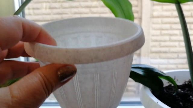 Эухарис вопросы и ответы смотреть онлайн