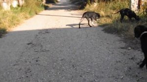 щенки пойнтера - Крым