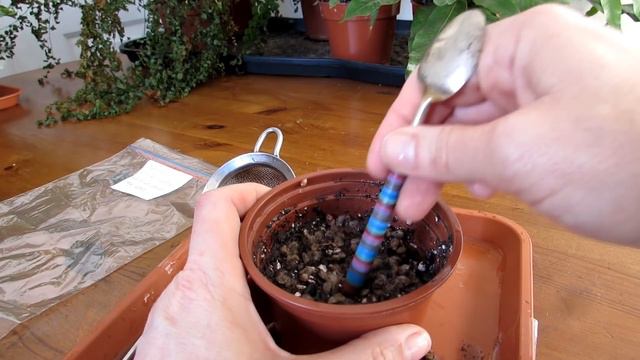 Growing Opuntia ficus-indica Cactus from Seed - The Prickly Pear Cactus смотреть онлайн