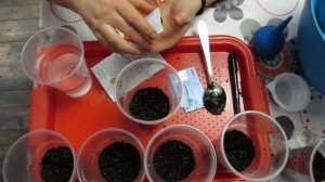 Посев томатов без пикировки.