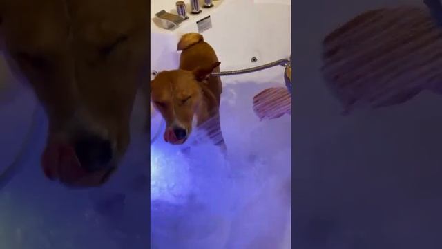 басенджи ?, африканский молчун ??, Spa treatments for dogs ?? смотреть онлайн