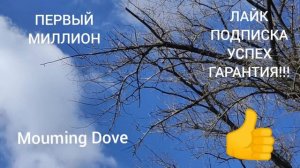 Mouming Dove Музыка  Без Авторских Прав Для Видео В Ютуб