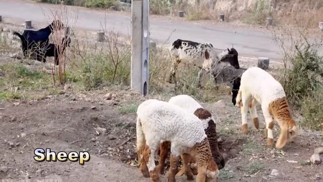 Animals Name And Sound Learn Bird Species in English I Roar Animal's || Animal World смотреть онлайн