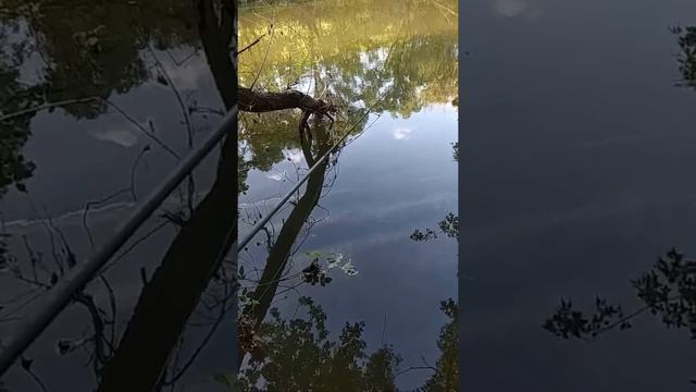 Поклёвка голавля на майского жука смотреть онлайн