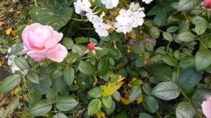 Как цветет Роза Шоне Майд (Schone Maid) 24.09.2023