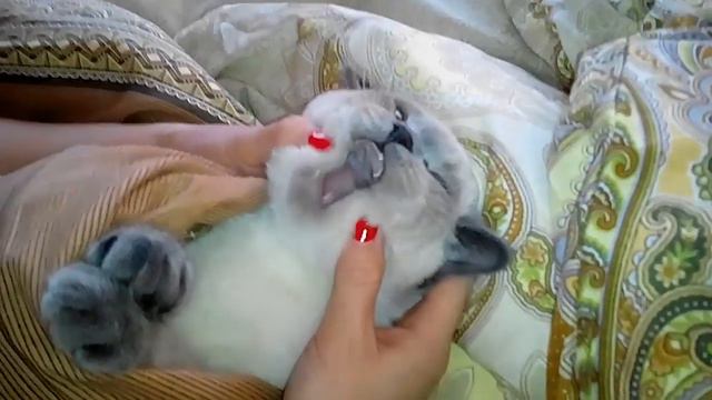 Кот на массаже смотреть онлайн