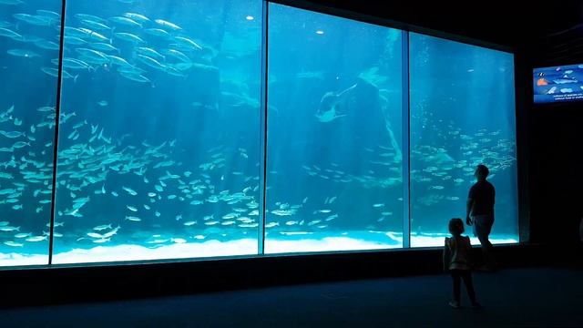 Two Oceans Aquarium | Cape Town, South Africa смотреть онлайн