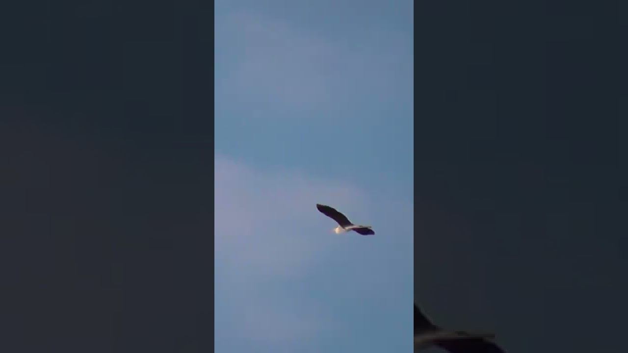 Огромная птица в небе. Пригород Новосибирска. #shorts смотреть онлайн