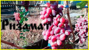Сорт винограда - Ризамат