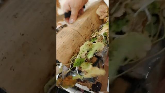 Гейхеры от Марины Петриченко смотреть онлайн