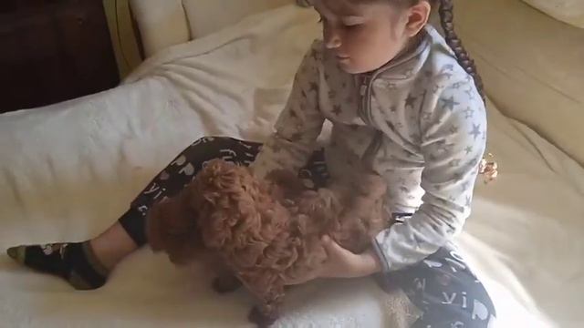 Николь играет с щенком той пуделем. смотреть онлайн