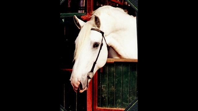 Ирландская упряжная порода лошадей смотреть онлайн