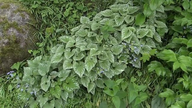Brunnera macrophylla - Kaukasus-Vergissmeinnicht, Siberian Bugloss смотреть онлайн