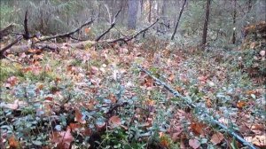 хариус на микроджиг 2018.