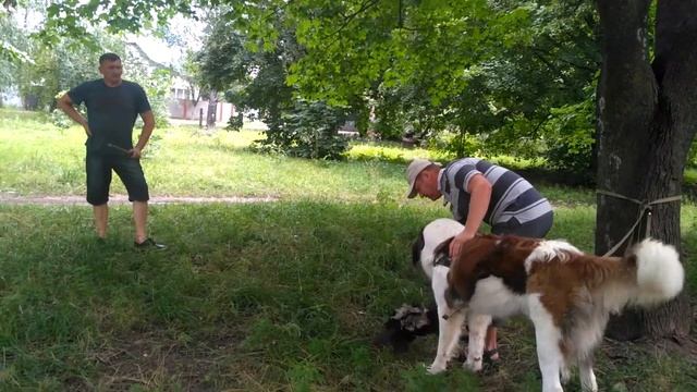 Первое занятие по охране. Часть 2. Московская сторожевая. смотреть онлайн
