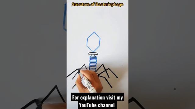 Structure of Bacteriophage | Virus Diagram #biology #diagram смотреть онлайн