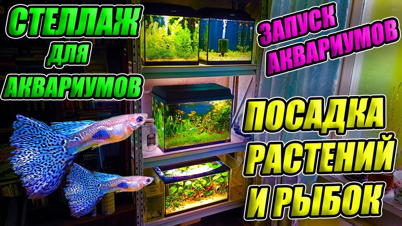 Стеллаж для аквариумов. Запуск аквариумных рыбок и растений в аквариумы смотреть онлайн