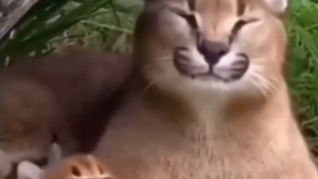 Большой и поменьше тоже смотреть онлайн