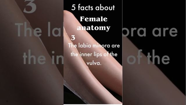 5 Facts About Female Anatomy #shorts 2