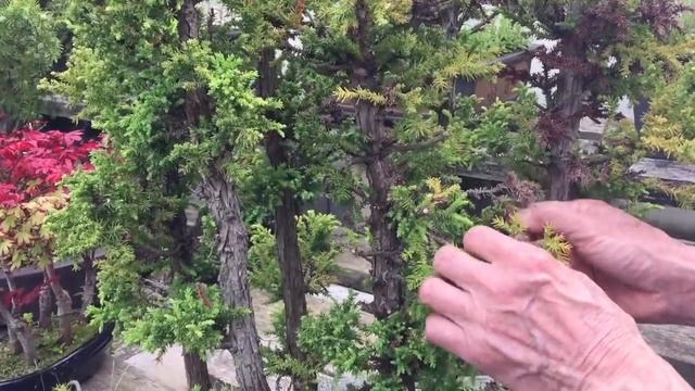 How to care for Cryptomeria смотреть онлайн
