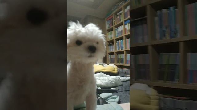 아기 호랑이ㅋㅋ흰둥아 머리 왜그래 смотреть онлайн
