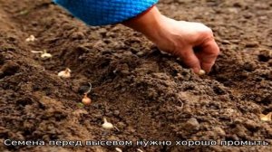 Лук на зелень в теплице весной