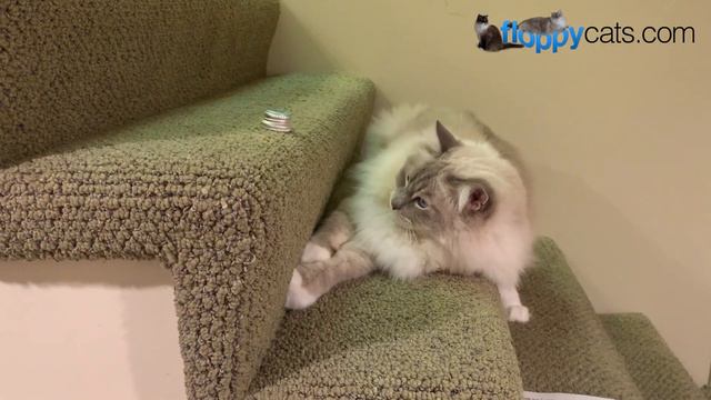 Blue Lynx Mitted Ragdoll Cat Chiggy Playing with a Bottlecap смотреть онлайн