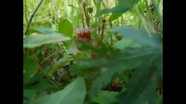 Заповедное смотреть онлайн