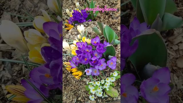 Первоцветы в моём саду. смотреть онлайн