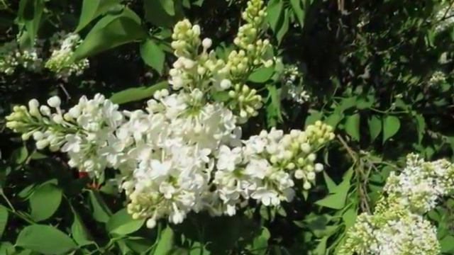 СИРЕНЬ ЦВЕЛА смотреть онлайн
