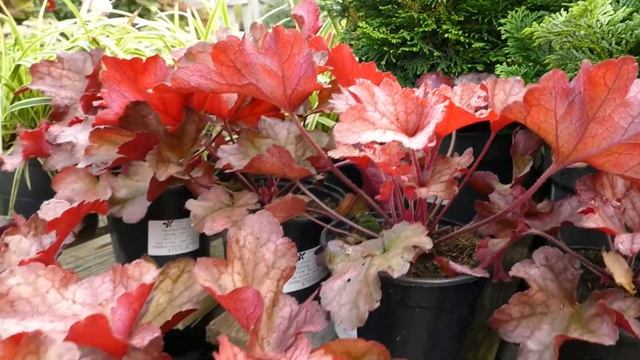 Heuchera 'Paprika' смотреть онлайн