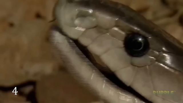 ПРИРОДА. 10 противостояний животных друг другу смотреть онлайн