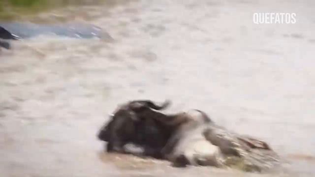 BOI CAVALO Passa Na FRENTE dos LEÔES e leva a PIOR. смотреть онлайн