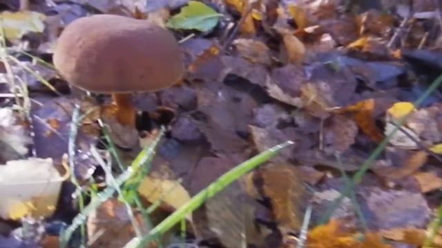 моховики смотреть онлайн