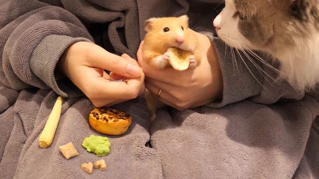 Hamster Won't Share Food with her Fluffy Friend смотреть онлайн