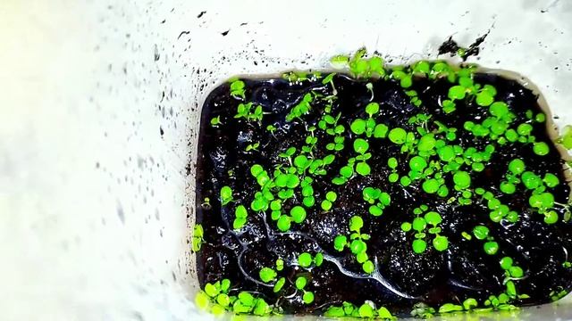 Семена с али экспресс, почвопокровка смотреть онлайн