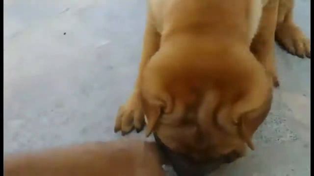 Bruthus (Sharpei) - Adestramento Comportamental смотреть онлайн
