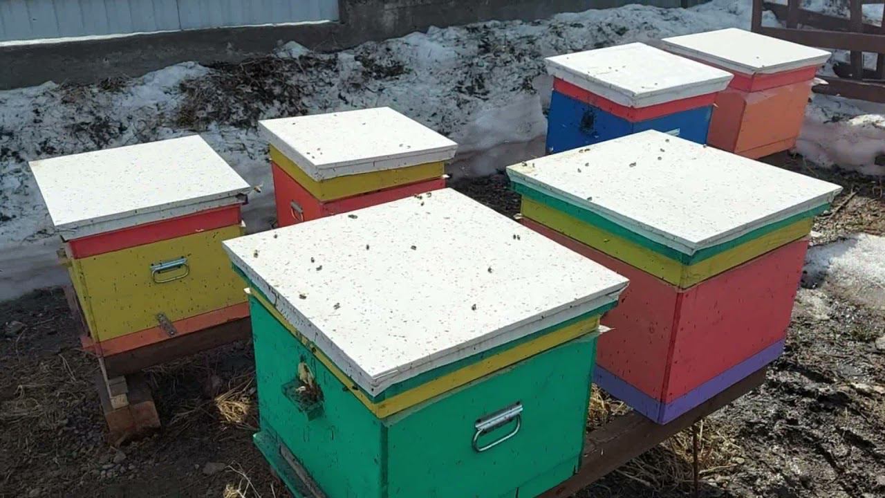 Полная осмотр пасеки  Ревизия наличия корма, маток и расплода