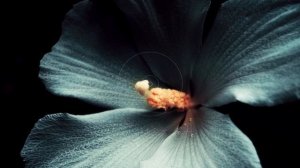 МАКРОФОТОГРАФИЯ |  Что снимать в формате макро? Как настроить камеру для макросъемки? #вОбъективе