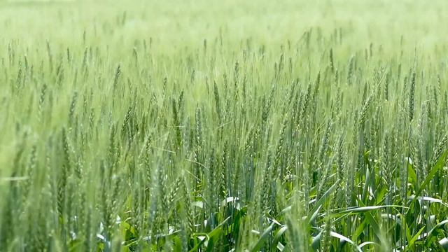 Эксклюзивный в Днепропетровской области сорт озимой пшеницы "Эмерино" смотреть онлайн
