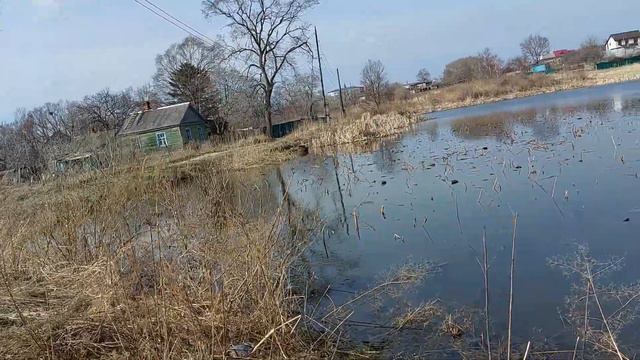 Озеро Кирпичное. Лотосы спрятались. Тавричанка 24.04.2022 смотреть онлайн