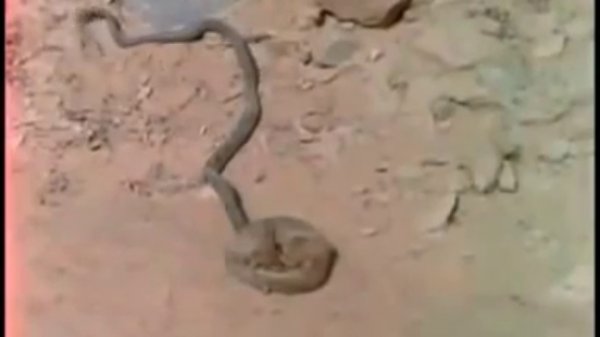 Битва мангуста и кобры