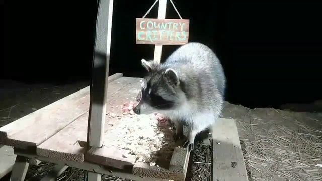 Country Critters Happy Meal!!! Raccoon Babies Eat Buffet!! смотреть онлайн