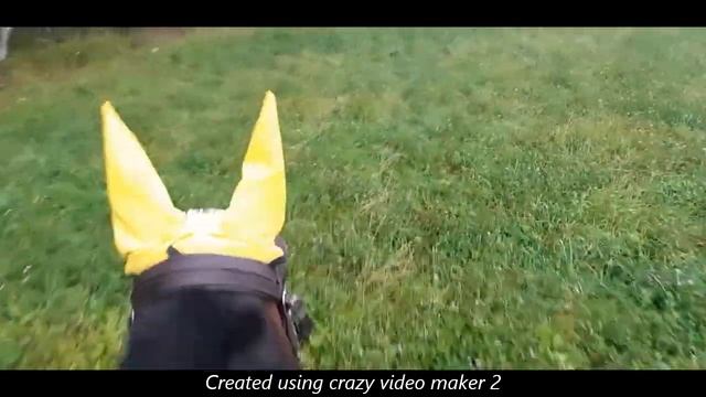 Карачаевская порода лошади. Последнее видео прогулки. смотреть онлайн