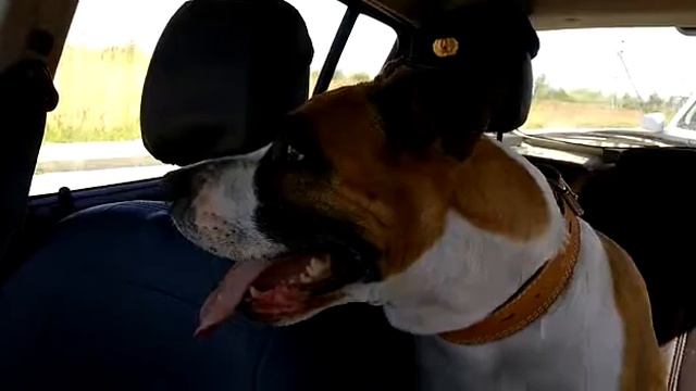 Буря едет на передержку) смотреть онлайн