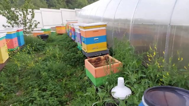 Как просто получить на пасеку ветеринарный Паспорт смотреть онлайн