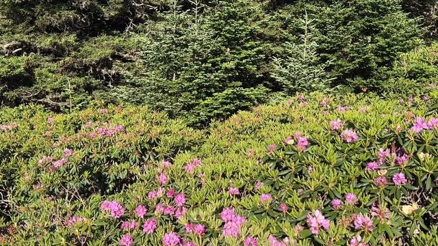 Rhododendron Garden & Cloudland trail overlooks смотреть онлайн